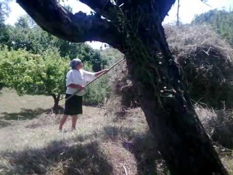 comunitatea noastra RAU ALB DB Movie Maker