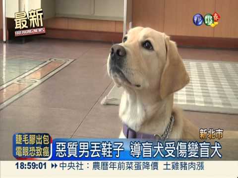 丟鞋打瞎導盲犬 男子被起訴