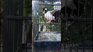 Download lagu Pancingan jalak suren macet bunyi #jalaksuren #birds #shorts #kicaumania mp3