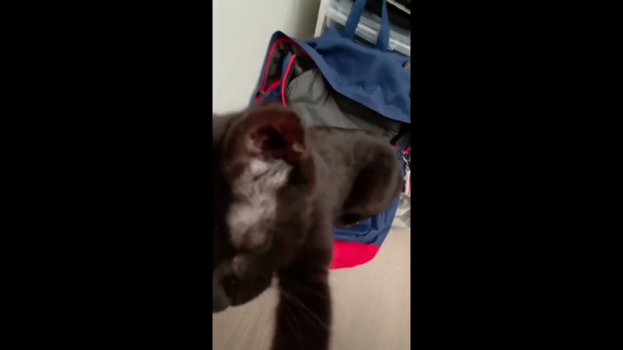 Forest, an adopted Domestic Short Hair in Toronto, ON video 6/6