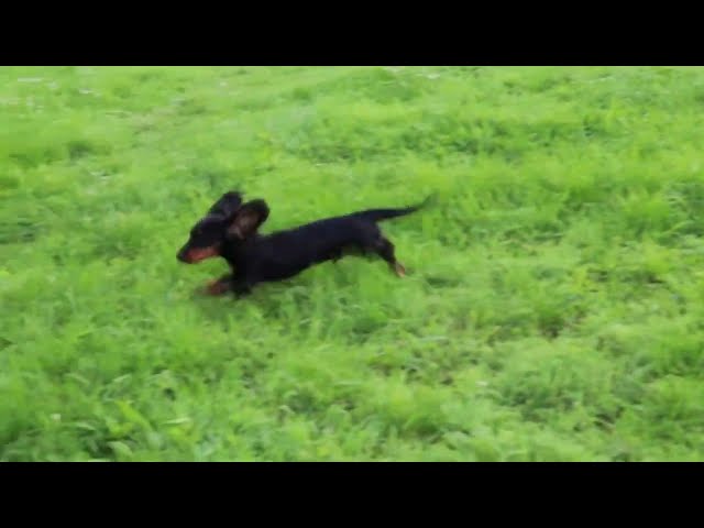 Dachshund cachorro en venta