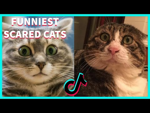 FUNNIEST SCARED CATS COMPILATION