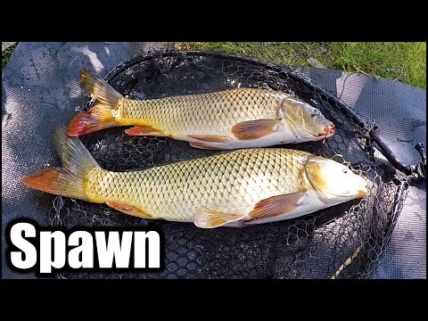 How to Catch Carp During Spawn - Spring Carp Fishing Tips