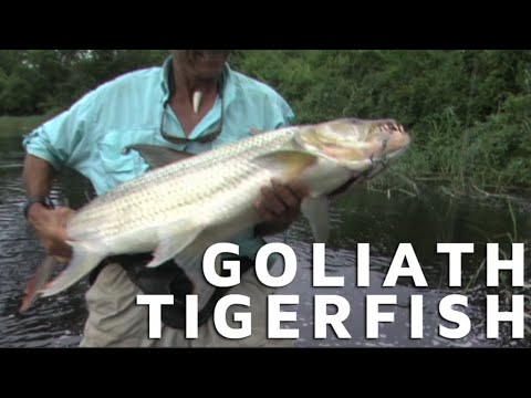 Catching the Goliath Tigerfish | Andy Coetzee’s Congo River Challenge