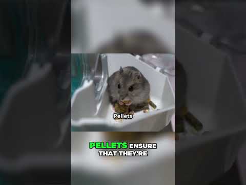Ultimate Hamster Diet  Essential Tips for a Happy Pet