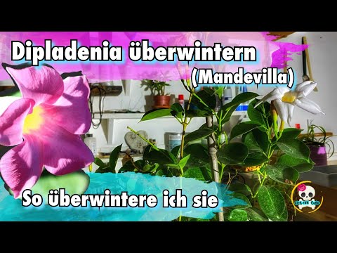 Overwintering Dipladenia / Overwintering Mandevilla | How to overwinter my Dipladenia 🌱🌱🌱