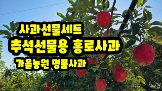 홍로사과 추석선물용 아삭하고 달콤한 가을농원 명품사과 맛도 색감도 짱입니다 