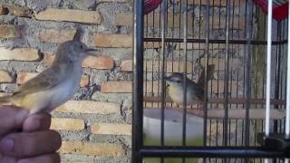 Download lagu MASTERAN CIBLEK GUNUNG PAUD NGEBREM GELOMBANG mp3