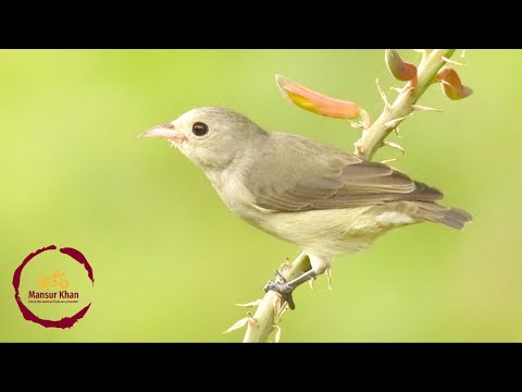 Bobuliar malý (Dicaeum minullum) — spev a hlas v prírode