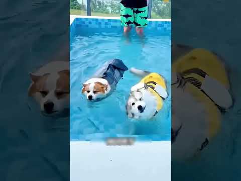 **الهاسكي ضد الكورجي: من هو بطل السباحة الحقيقي؟ 🐶💦**
