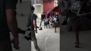 Doberman Dog Face 2 Face Aggression 👿 #shorts #shooting #doberman #dog #dogs