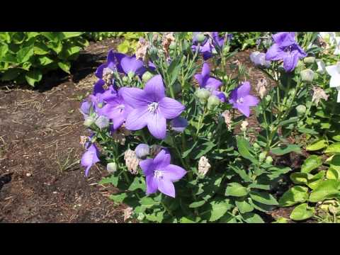 Kwiaty dla pszczół - Rozwar wielokwiatowy