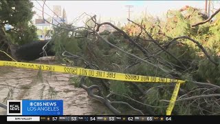 Car crashes into Van Nuys apartment complex while driver attempts to avoid falling tree