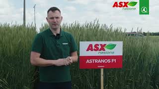 Odmiana żyta ozimego Astranos F1 – astronomiczne zyski