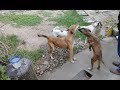 Brown Stray Pup Eating Noodles White Chickpea Rice White Pup Sleeps Mountain Village Viralvideo Uk