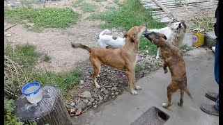 Brown Stray pup eating noodles/white chickpea rice/White pup sleeps/Mountain Village #viralvideo #uk