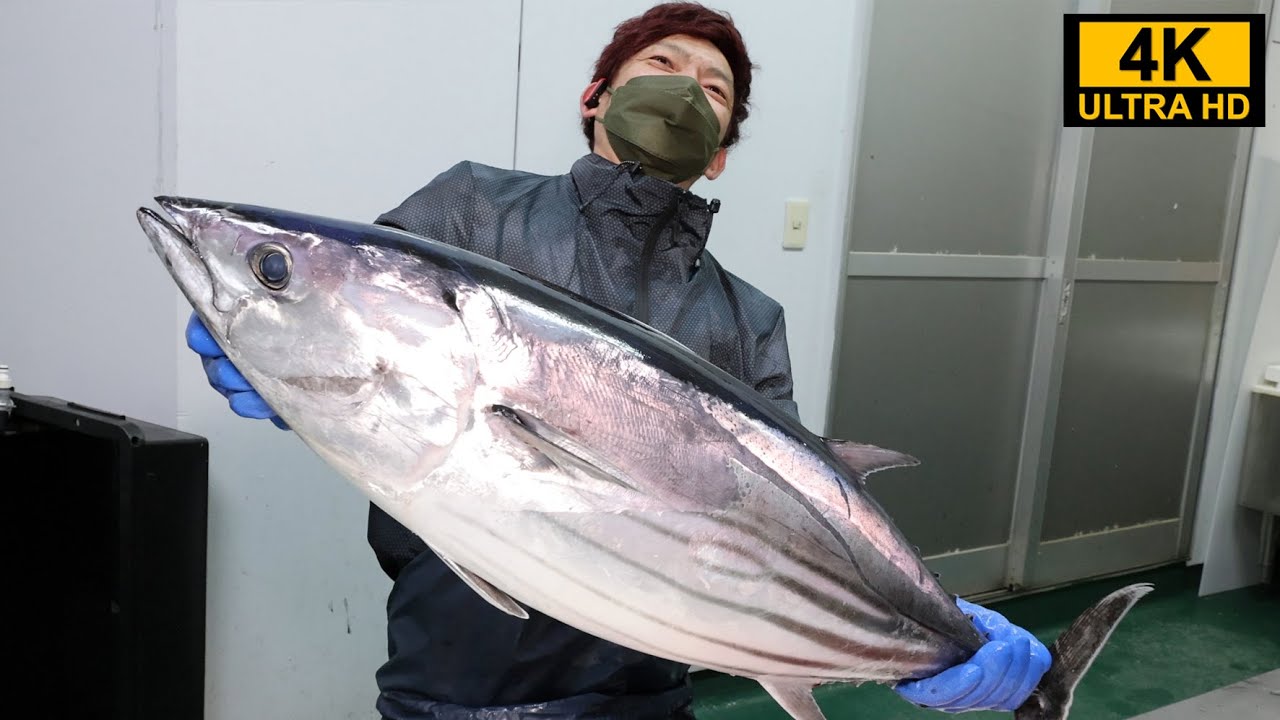 超巨大カツオの捌き方！宮崎県のかつお一本釣り船団にお願いした結果バケモノサイズが手に入りました♪