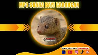 Download lagu LANGSUNG KELUAR DARI SARANGNYA...!!! SUARA MP3 BAYI GARANGAN SAWAH mp3 Download lagu LANGSUNG KELUAR DARI SARANGNYA...!!! SUARA MP3 BAYI GARANGAN SAWAH mp3