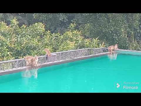 Monkeys at the pool @ Thilanka hotel kandy, Sri Lanka. Travel.