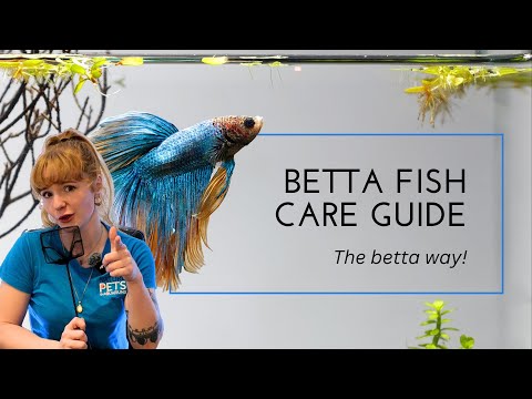Betta Fish Care for Beginners - You Betta know this!