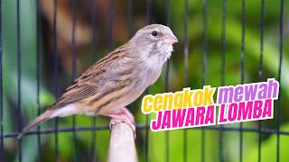 Download lagu MATERI ISIAN MEWAH - MASTERAN KENARI ISIAN BLACKTHROAT GACOR DURASI PANJANG MUDAH MASUK mp3