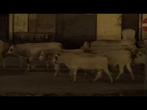 LA TRANSUMANZA RIENTRA A VALLE DAGLI ALPEGGI : ROBILANTE. (CN) 15 - 10 - 2016.