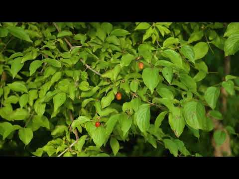 Cornus mas - Cherry Dogwood, Cornelian Cherry - YouTube