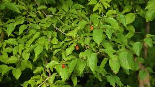 Cornus mas -  Cherry Dogwood, Cornelian Cherry