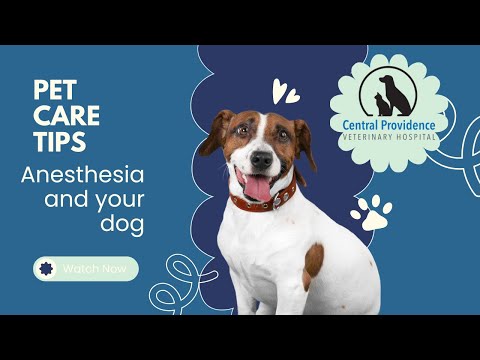 Dog Anesthesia