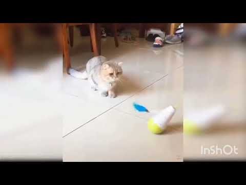 cute cat and nyc cat vidoe compilation cat video #56/ cat vidoe