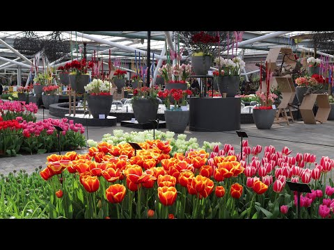 Keukenhof garden 2023 - Spring has come - 4k