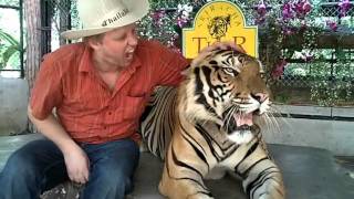 Download lagu Tiger Zoo, Sri Racha mp3