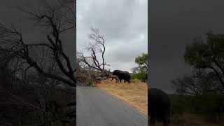 The immense strength of an elephant