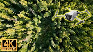 Interior Cedar Hemlock Forest - 4K Drone Flythrough