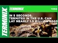 Protect Home From Termites - Termite Commercial