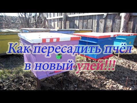 КАК ПЕРЕСЕЛИТЬ ПЧЁЛ В НОВЫЙ УЛЕЙ ВЕСНОЙ ИЗ ЗИМОВАЛОГО УЛЬЯ🔥🔥🔥