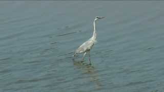 preview picture of video 'Southern African Birds: Grey Heron foraging in river'