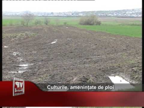 Culturile, amenințate de ploi