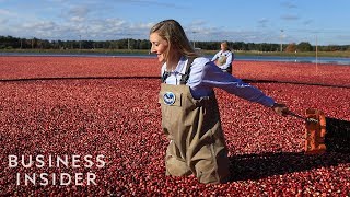 How Ocean Spray Harvests 220 Billion Cranberries A Year