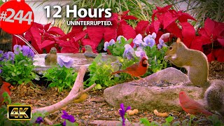 12 Hrs Best of Relaxing TV for Cats 😻 Uninterrupted Birds 🐦 Poinsettia Moon Cactus -Cat TV @LensMyth