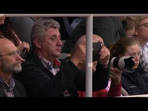 Vivino Hengstvorführung Verden 2019