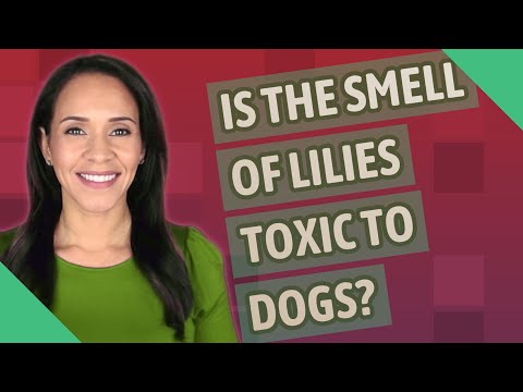 Is the smell of lilies toxic to dogs?