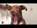 Puppy Yawns All Day TRY NOT TO YAWN The Dodo