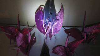 Night Bird Le Champagne Rosé Bernard Lavilliers Yves Saint Laurent