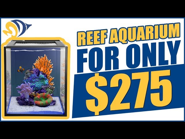 We Built a Reef Aquarium For Only $275. Here's How We Did It!