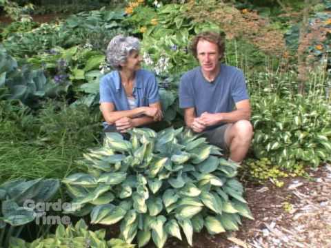 image-Are guacamole hostas sun-tolerant?