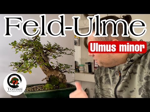 Feld-Ulme , Ulmus minor Bonsai 79/22