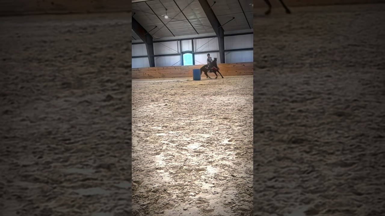 Sparrow did so good today!! We also have a show tomorrow #horses