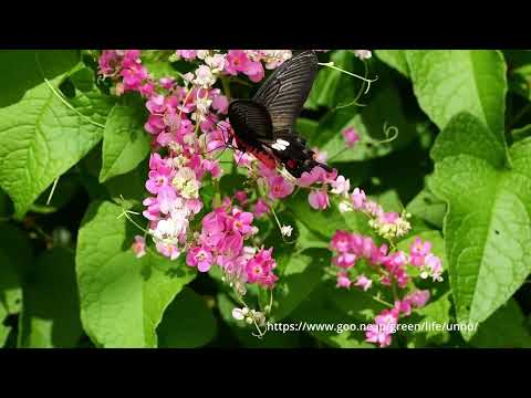 ベニモンアゲハの吸蜜