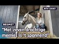Fokker Marijke strijdt tegen gevaarlijk paardenvirus in haar stal [1/3] | RTV Oost